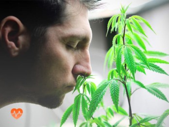 Детоксикация от марихуаны в Зверево